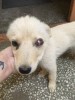На Гурского девочка-щенок с поврежденным глазиком