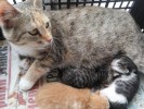 Кошка  с новорожденными - нужно УЗИ