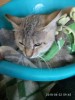 Серебристая кошка с Гурского в тяжелом состоянии!