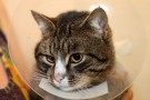 ГЕРА - котик с травмированной лапкой