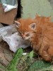 Рыжики-котята болеют на улице