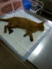 SOS Кошка с гниющей лапой в усыпалке