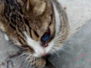 SOS Кот с травмой глаза и челюсти!