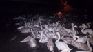 На Минском море пропадает стая лебедей!
