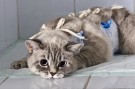 Нужна помощь на стерилизацию кошек приюта!!!