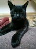 Лейла - самая ласковая из черных кошек