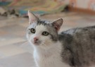 ИГНАСИО - Игнатик-Мурзатик, красивый cеребристо-белый котей