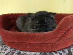 IMG-06c787bd9a225eeadbf3792b9a050ae8-V.jpg (95.25 КБ) Просмотров: 1175 IMG-06c787bd9a225eeadbf3792b9a050ae8-V.jpg