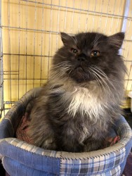 viber image 2019-02-09 , 19.37.52.jpg (241.36 КБ) Просмотров: 1049 viber image 2019-02-09 , 19.37.52.jpg