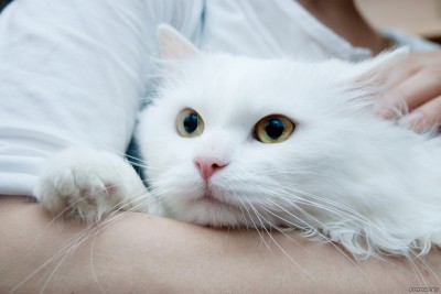 Toshka.jpg (209.5 КБ) Просмотров: 4180 Toshka.jpg