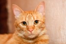 Рыжик Рыжикович Релаксович - кот на радость и счастье!!!