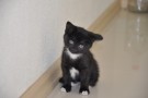 черный котенок с белым галстучком