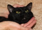 БЭЙСИК - черный-черный кот