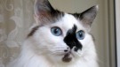 БАРСИК - пушистый кот невероятной расцветки