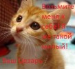 Цезарь - котенок, спасенный для счастья, и не только своего.