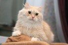 БАРТОШ - крупный вальяжный кот цвета золота