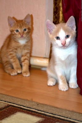 11.jpg (944.09 КБ) Просмотров: 931 11.jpg