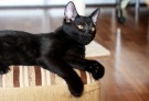 ПУМА, НИКА И АДИК-черные котята, родились 7 апреля