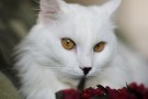 УМКА - ангорский белый котик с черными носиком и хвостиком