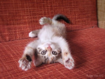 IMG_54732.jpg (193.38 КБ) Просмотров: 3740 IMG_54732.jpg