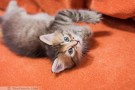 ВЕОЛА и МИККИ - невероятно послушные и воспитанные котята