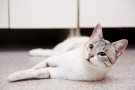 АЛЬФА - кошка невиданной красоты сиамского типа