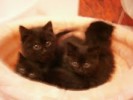 Пушистые чёрные котята в дар