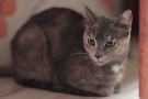 РОШЕН - кошка со сладким характером в серебристой шубке