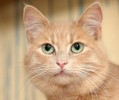 БУСИК - персиковый котейка
