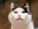АГНЕС - кошка-матрешка, нежная, жмякательная