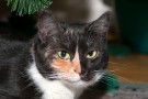 КАРИНКА-мандаринка - кошка трусишка и ласкуша
