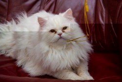 MG_1782.jpg (207.7 КБ) Просмотров: 1814 MG_1782.jpg