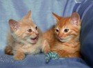 Рыжие котята Абрикос и Апельсин в добрые руки! В ДАР!