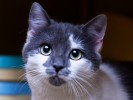 ЛОЛА  - миниатюрная кошка с характером