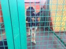 СТЭЛЛА - овчаристая собака с Гурского (Германия)
