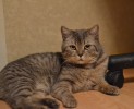 Граник, котик британских кровей