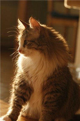 shprotka.jpg (42.23 КБ) Просмотров: 1729 shprotka.jpg