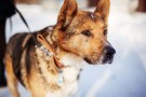 ЧАК - добрый и умный пес, похож на акиту (Москва)
