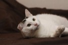 САВУШКА - большой и добрый кот с "веселым" ушком