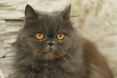 Алиса.JPG (92.68 КБ) Просмотров: 3617 Алиса.JPG