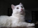 ЗЕФИРКА - белоснежный, сладкий, озорной кошачий подросток