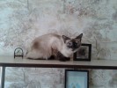 Сиамская кошка АЛИСА ищет новый дом. 2 года.