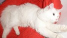 МАРКИЗ - белоснежный ангорский кот!