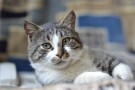 Василек - добрый и ласковый котик