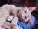 РЫЖИК - голубоглазый кот-улыбака