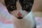 котенок с Гурского