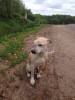 Собакa с опухшей мордой и удавкой на шее