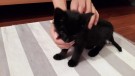 Котенок ищет новый дом!