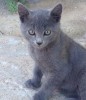 Котята в дар
