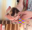 Котенок из двигателя машины!